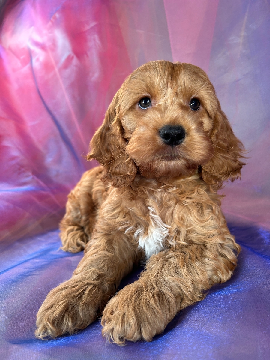 F1 Cockapoo Pup for Sale DOB 1-22-2024